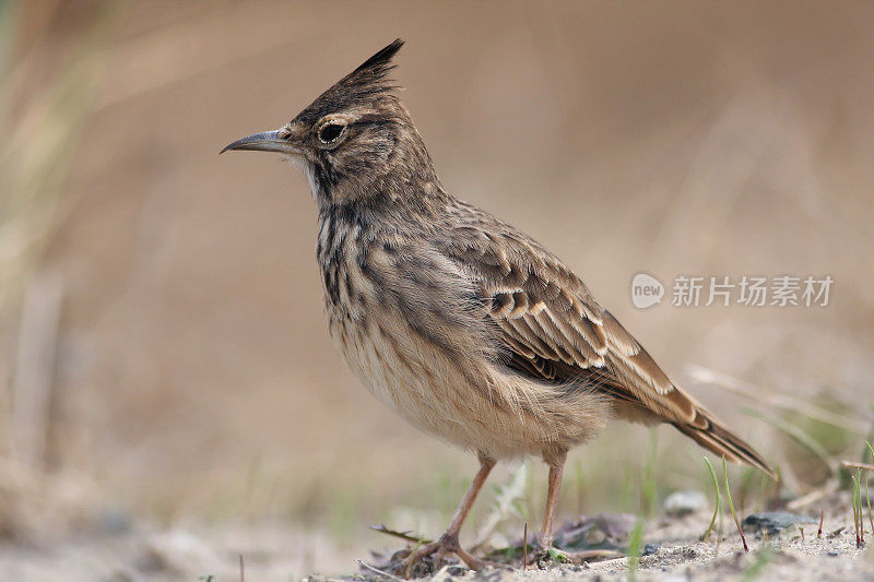 凤头云雀 (Galerida cristata)